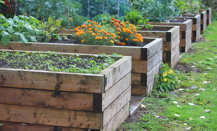 plants growing in elevated gardens