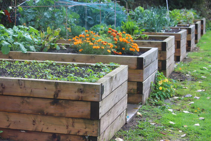 raised garden beds