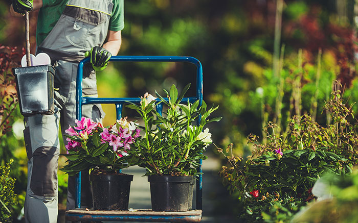 Moving equipment used to carry houseplants