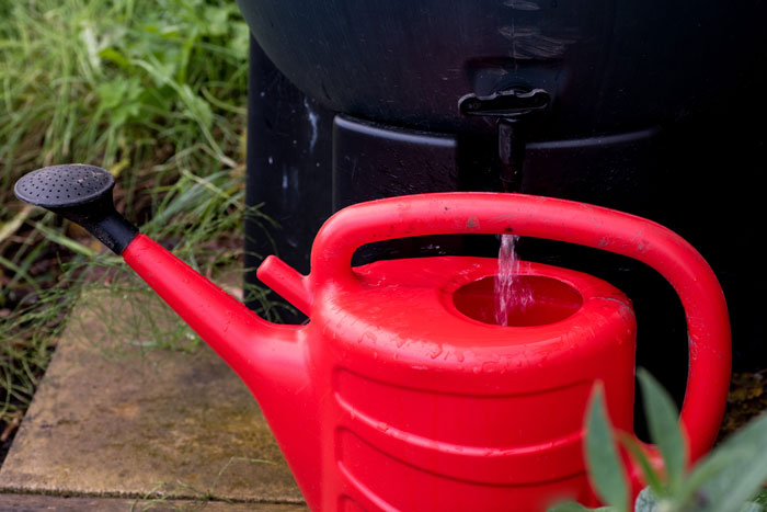 watering can filling from rain barrel close up