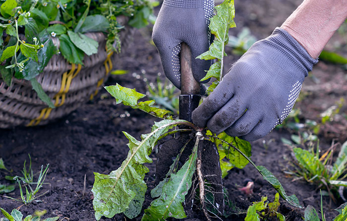 Hand tools are very helpful at directly targeting weeds without interfering with your crops.
            