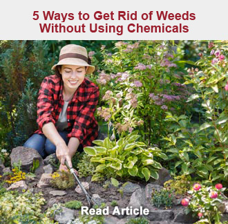 Get Rid of Weeds Without Using Chemicals