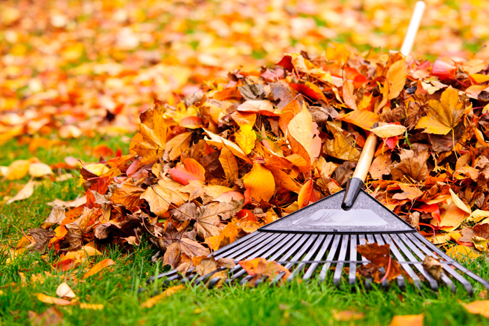 rake resting on pile of leaves