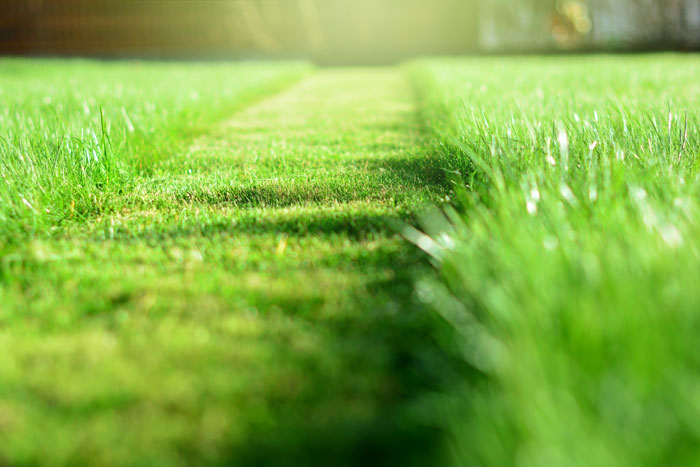 A strip of mowed grass