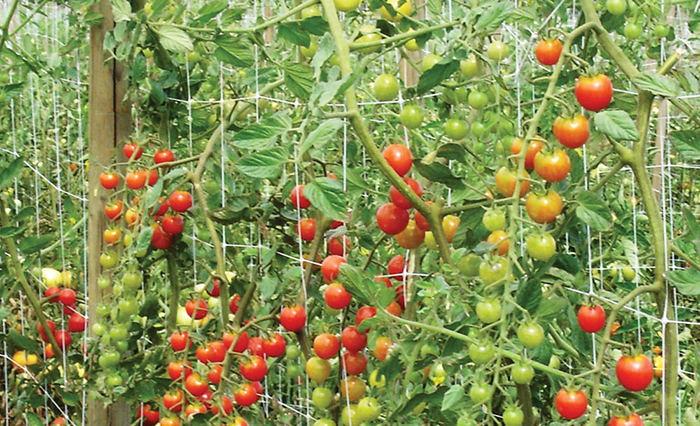 Some garden fences double as vertical supports for tall plants.