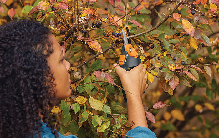A woman uses a pruner to clip branches from a tree.