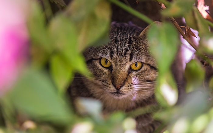 Your pet could be the purr-fect solution to your pest problem!