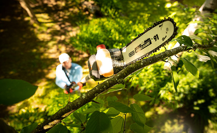 Using a pole-saw to trim branches.