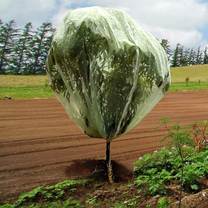 Haxnicks Fruit Tree Cover 6.6' X 6.6'