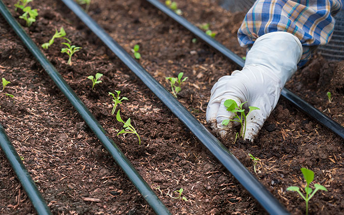 Drip irrigation systems are efficient options and great for conserving water.
            