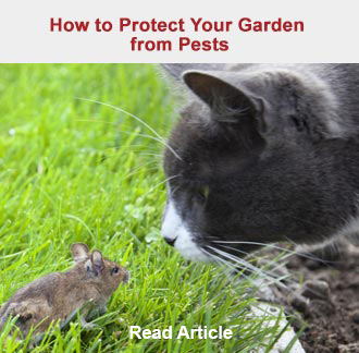 How to Protect Your Garden from Pests